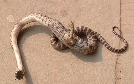 A snake with a foot was found in China