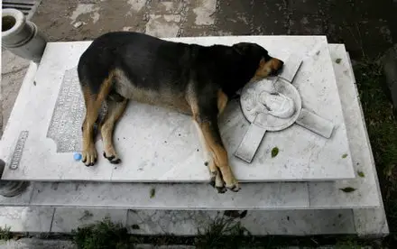 A Dog named Capitán sleeps next to the grave of his owner