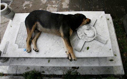 Dogs can be Trained to Identify the Scent of Lung Cancer