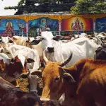 There are More Cows in India