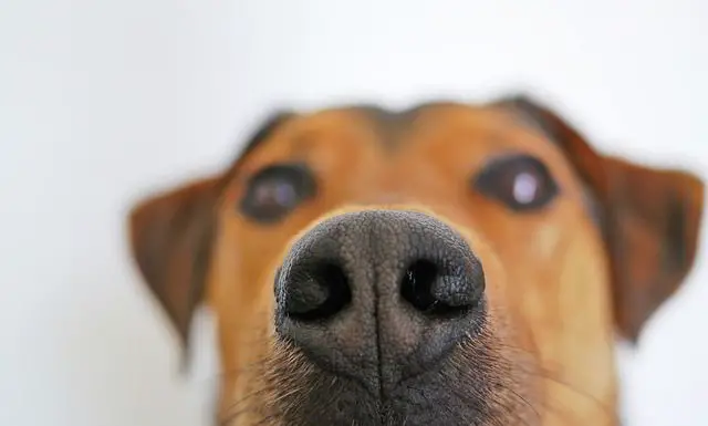 Dogs can be Trained to Identify the Scent of Lung Cancer