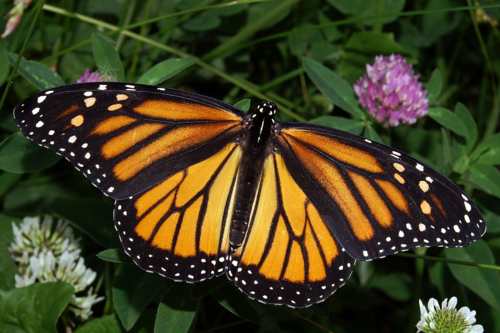 There's a butterfly that sees you through its 12,000 eyes! 2 wikipedia