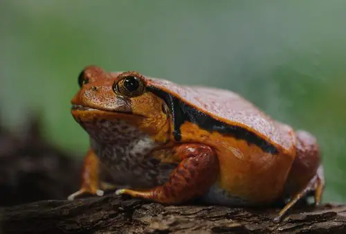 frogs turns their stomach inside out