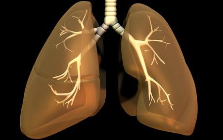 Human lungs also have taste buds and might be the cure for asthma