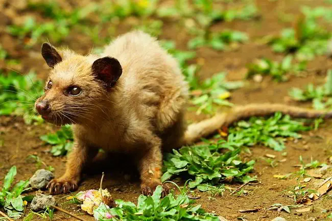 The most expensive coffee in the world comes from civet (a cat-sized mammal) poop. 2 Jordy Meow/wikipedia