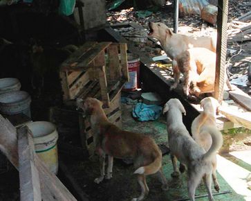 A man from Indonesia left his 9 dogs unfed