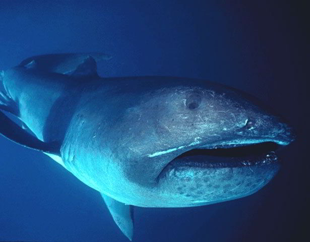 Discovered in 1976, the Megamouth shark is an extremely rare species. Only 54 of them have ever been seen. 2 FLMNH Ichtyology/wikipedia