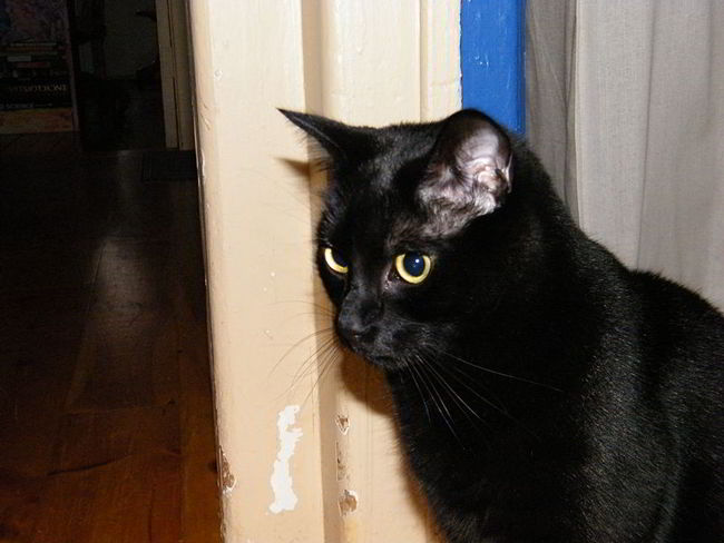 Some Shelters Won’t Allow Black Cats to be Adopted Around Halloween 2 wikimedia