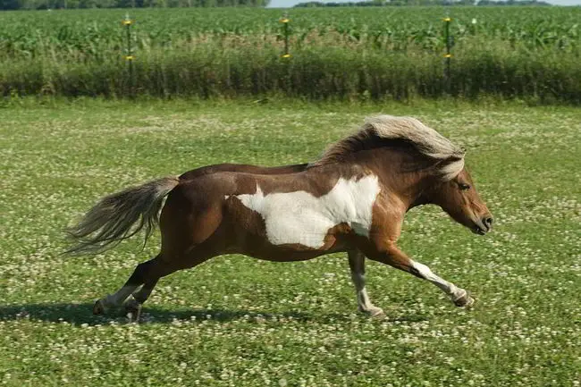 A very small size of Horses about the size of a duck once roamed North America! 2 Pete Markham/wikimedia