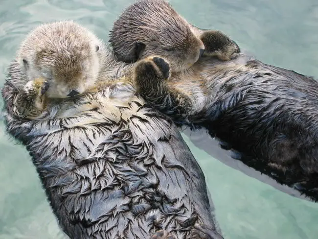 sea otters hold hands