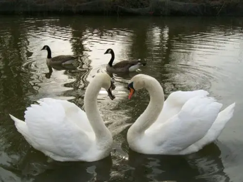 Swans have only one partner for their entire life.