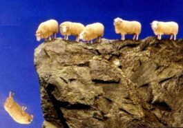 sheep jump from cliff
