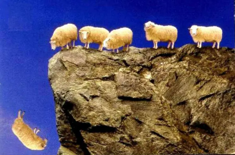 sheep jump from cliff