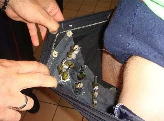 Man Was Caught Smuggling Hummingbirds