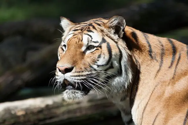 5 men were trapped up on a tree by sumatra tigers for 3 days.