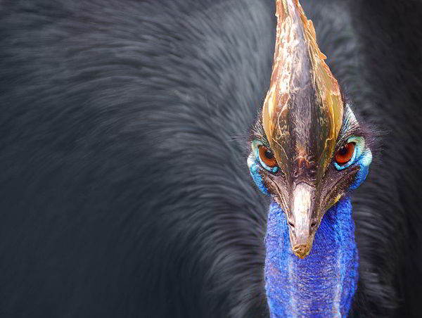 World's Most Dangerous Bird : Cassowory 2 Paul IJsendoorn/wikipedia