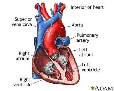 A Man who Received the Transplanted Heart of a Suicide Victim has Killed Himself in Exactly the Same Way 2 nlm