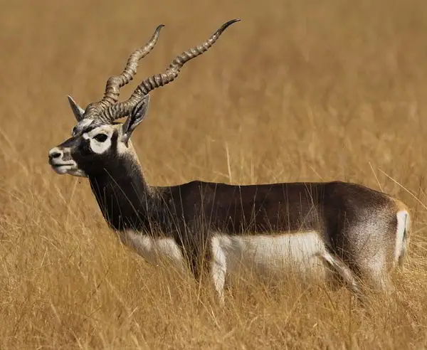 Top 10 Fastest Animals in the World(Mammals) 8 Chinmayisk/wikipedia