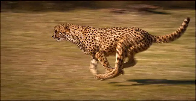 Fastest animals