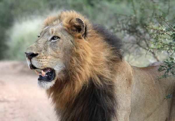 Top 10 Fastest Animals in the World(Mammals) 7 pixabay