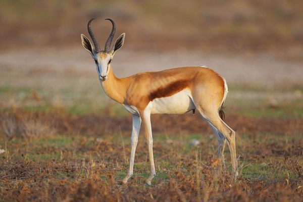 Top 10 Fastest Animals in the World(Mammals) 5 Yathin S Krishnappa/wikimedia