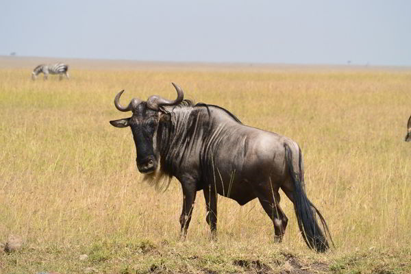 Top 10 Fastest Animals in the World(Mammals) 6 pixabay