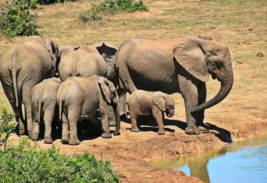 Lawrence Anthony, Elephant Whisperer 2 pixabay