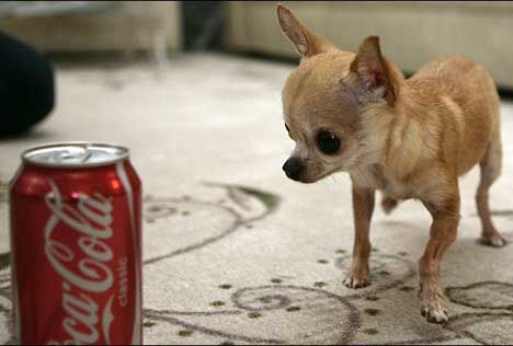 guinness book of world records smallest dog