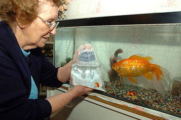 10 world's largest animals ever recorded 4 myaquariumclub