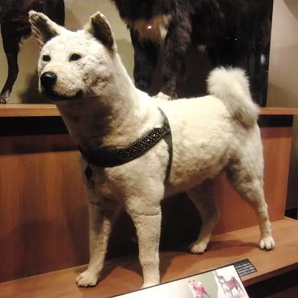 7 best examples of unconditional love between human and animals 7 Momotarou2012/wikipedia