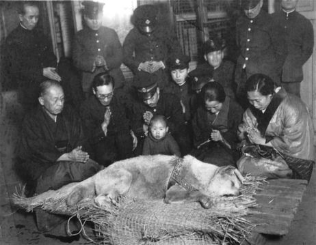 7 best examples of unconditional love between human and animals 6 wikipedia