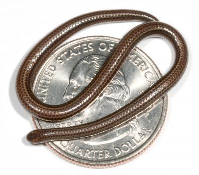 10 of the World's Most Smallest Animals ever recorded 3 wikipedia