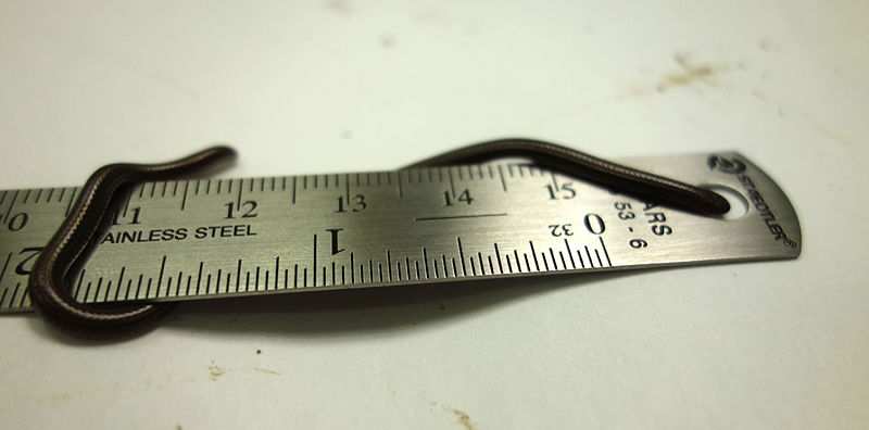 10 of the World's Most Smallest Animals ever recorded 4 wikipedia