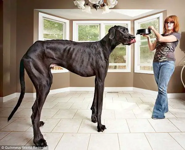 10 World S Largest Animals Ever Recorded Mind Blowing Facts 10 World S Largest Animals Ever Recorded Mind Blowing Facts