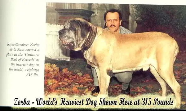 10 world's largest animals ever recorded 8 lifewithdogs