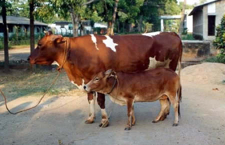 cattle