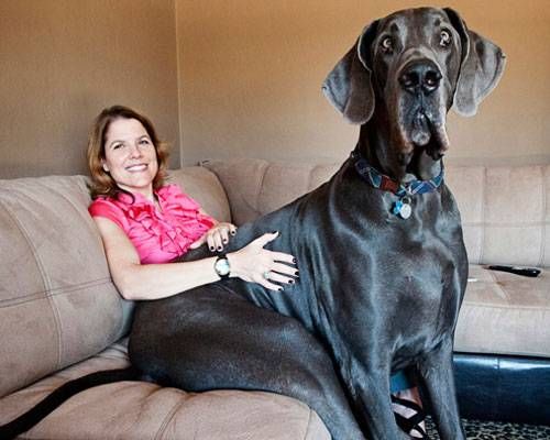 10 world's largest animals ever recorded 2 Guinness World Records