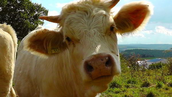 Researchers Says That Cows Give More Milk When Listening To Music 2 pixabay