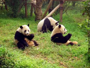All pandas in the world are on loan from China