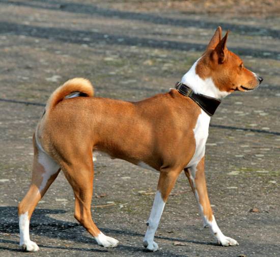 The Basenji Dog Is The Only Dog That Is Not Able To Bark. 3 wikipedia