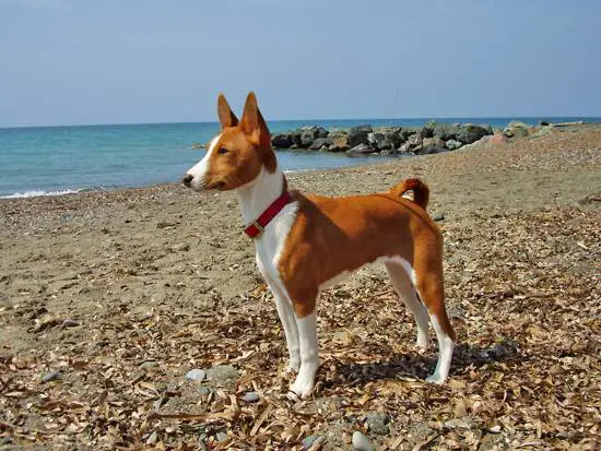 The Basenji Dog Is The Only Dog That Is Not Able To Bark. 4 wikipedia