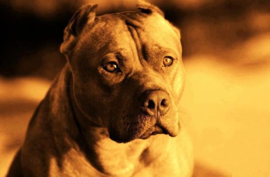 Pit Bulls Were Once Known As "Nanny Dogs" 2 Pit Bulls Were Once Known As "Nanny Dogs"