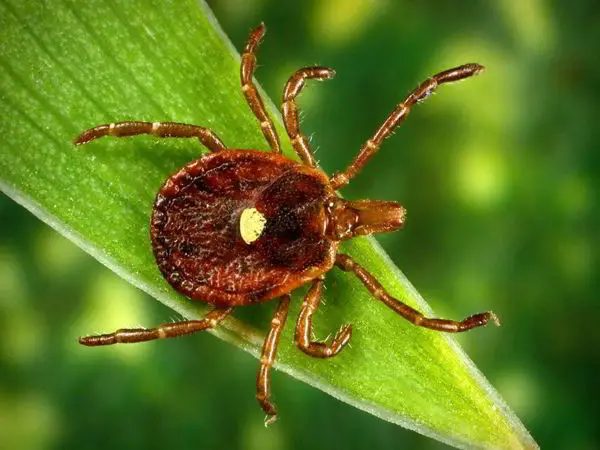A Bite From This Tiny Tick Can Turn You Into A Vegetarian 2 Photo: CDC Public Image library