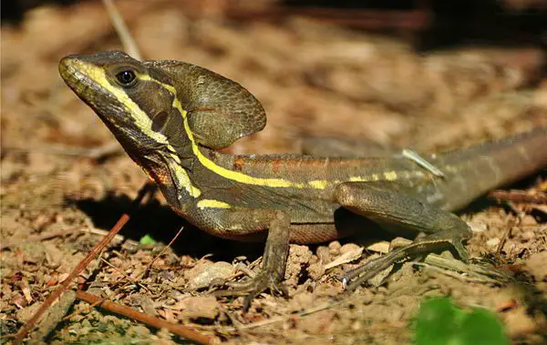 A snake with a foot was found in China