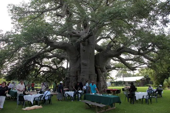 Sunland Baobab Tree, Limpopo, South Africa2