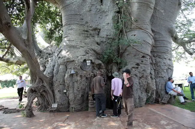 Sunland Baobab Tree, Limpopo, South Africa4