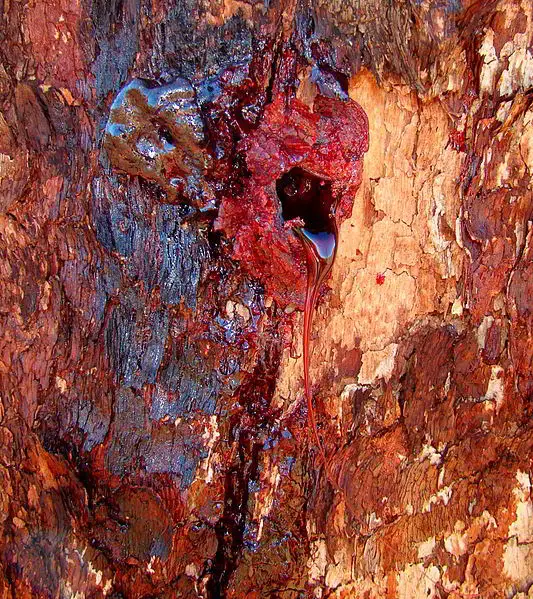 Bloodwood Tree