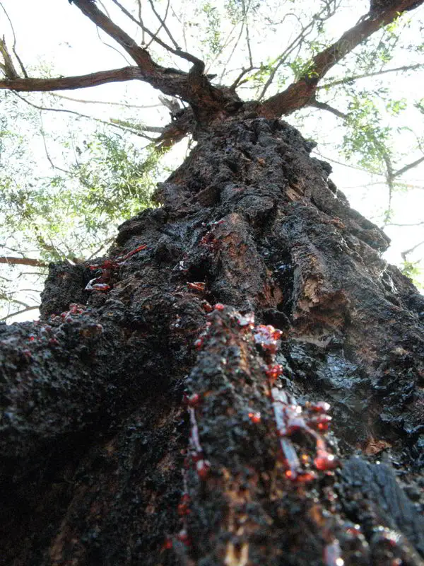 The Bloodwood Tree: This Tree Bleeds! 3 bloodwood_bleeding1