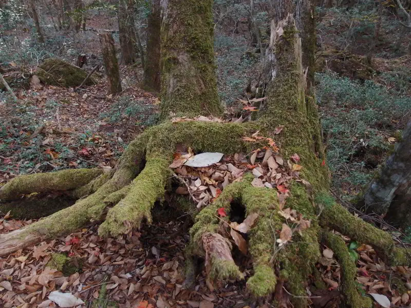 Aokigahara: The Suicide Forest 4 Guilhem Vellut/flickr