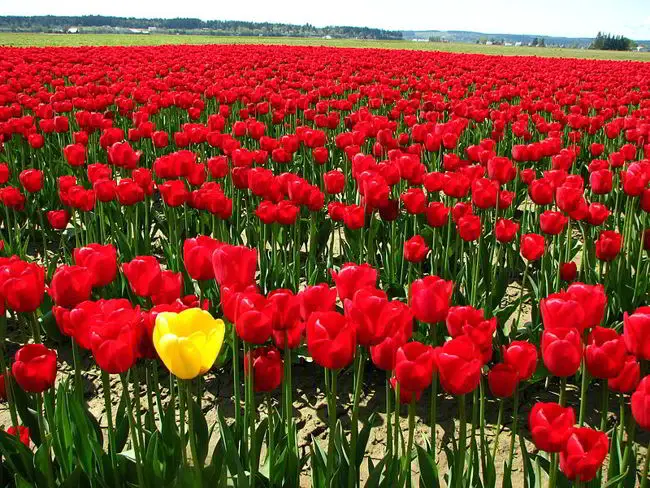 Dutch People send Thousands of Tulips to Canada, Every Year 2 Photo by and (c)2007 Jina Lee